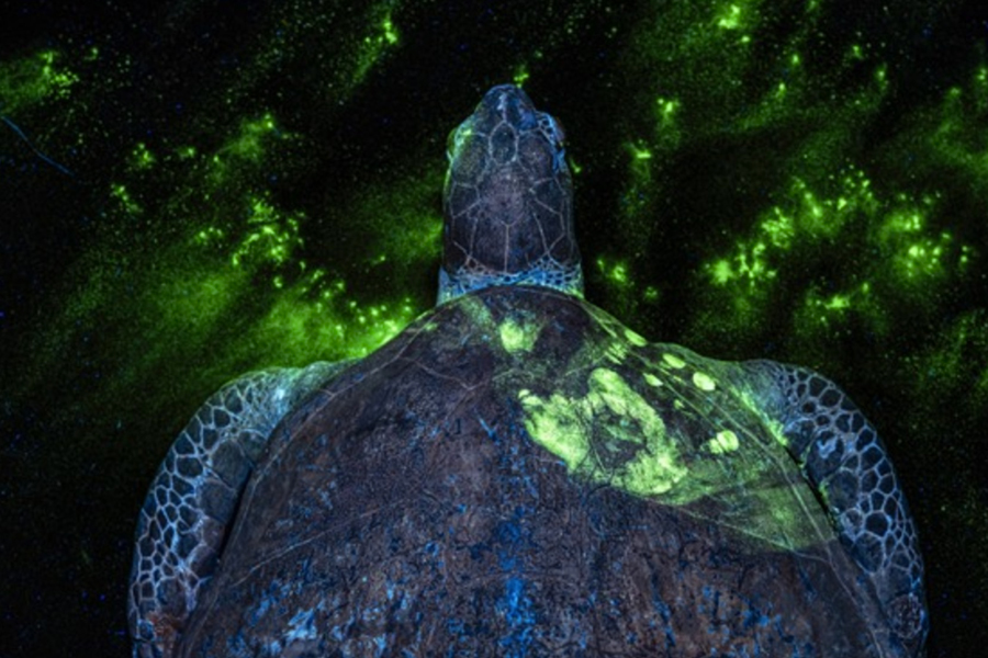 TurtleHandprint