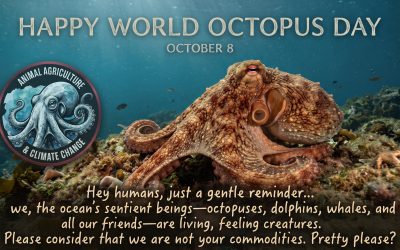 Happy World Octopus Day. Have you thought about an octopus lately?